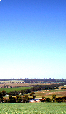 photo of a field taken from the Winulta Rd, Yorke Peninsula