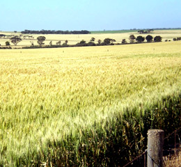 a field situated just outside of Maitland, SA